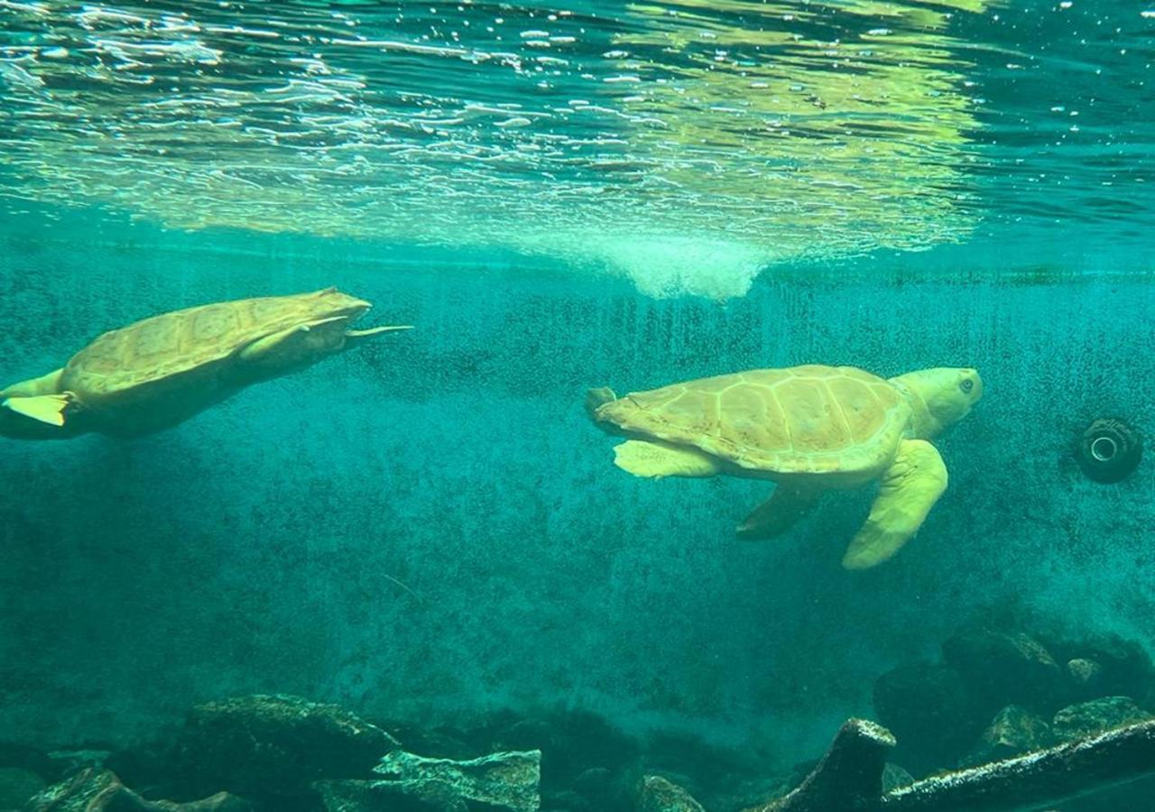 Apto Diferenciado Em Ubatuba Exteriör bild